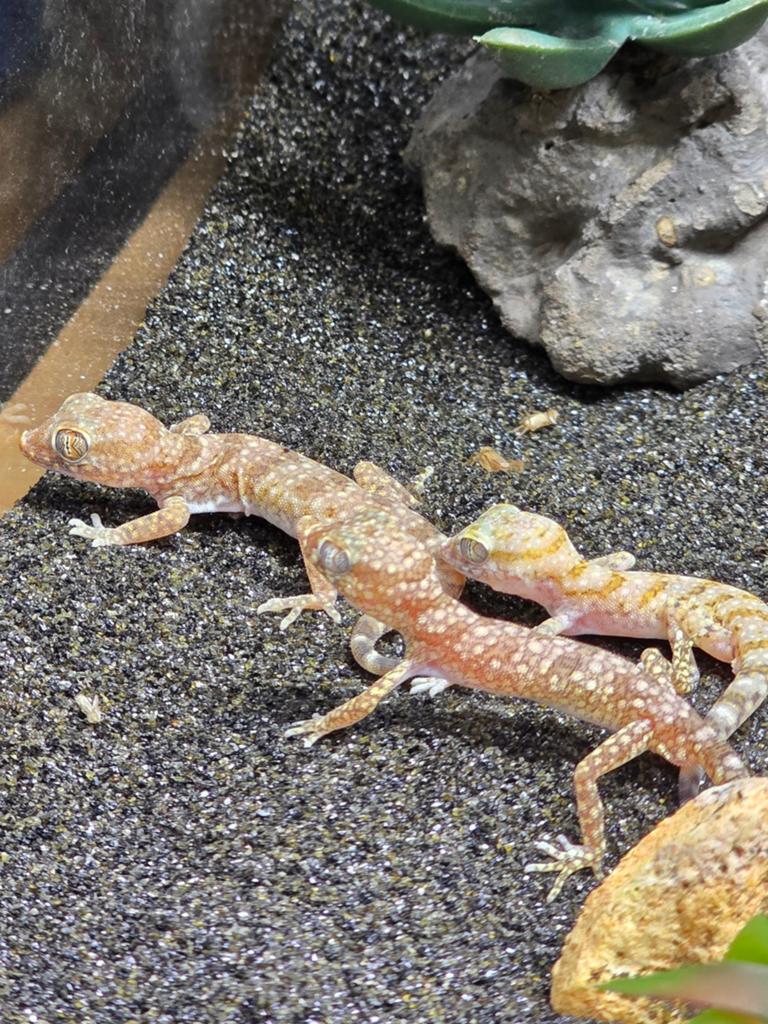 Stenodactylus stenodactylus, Hagedis, 0 tot 2 jaar