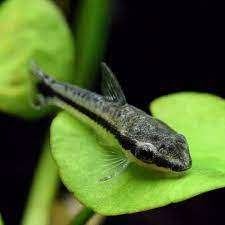 otocinclus €2,95, Dieren en Toebehoren, Vis, Zoetwatervis