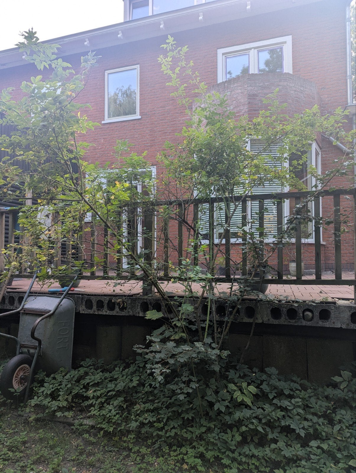 2x hoge rozenbottel, Tuin en Terras, Planten | Bomen, Ophalen, Halfschaduw, Overige soorten, 100 tot 250 cm
