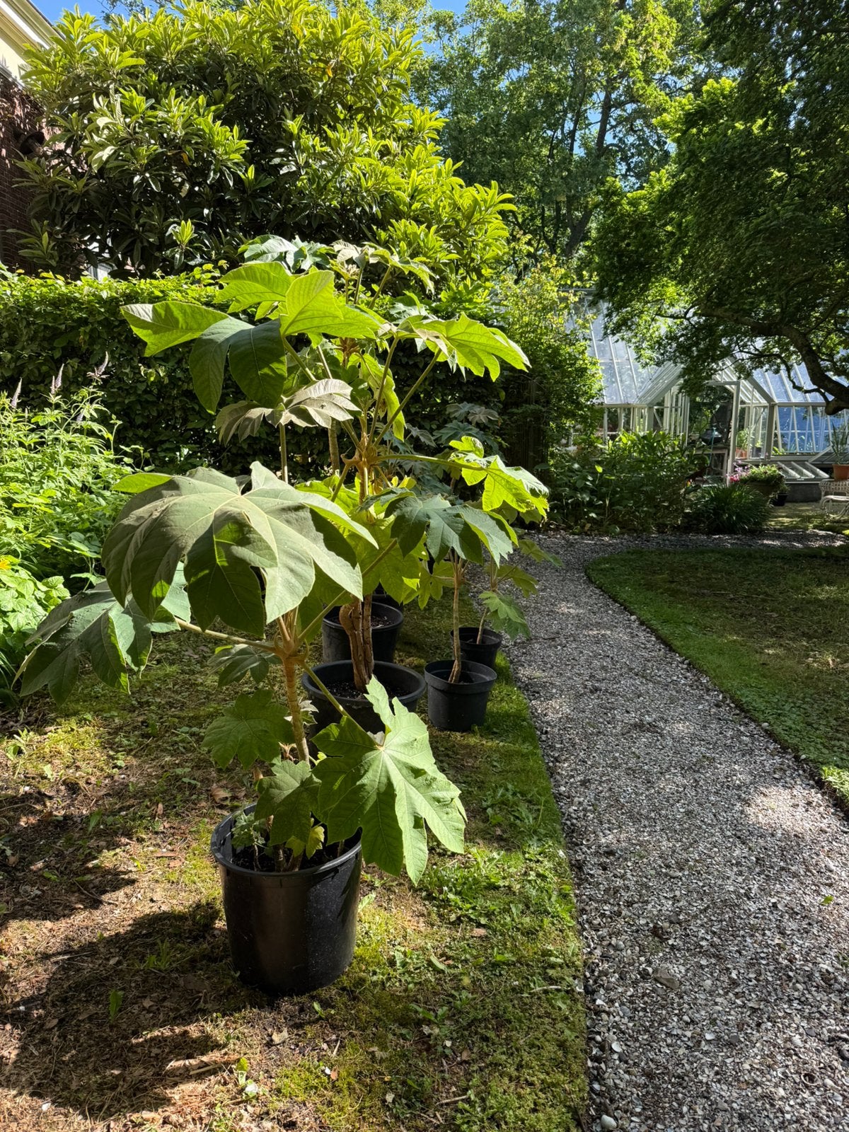 Tetrapanax papyrifera Rex of de Rijstpapierplant, Tuin en Terras, Planten | Tuinplanten, Ophalen, Overige soorten, Volle zon