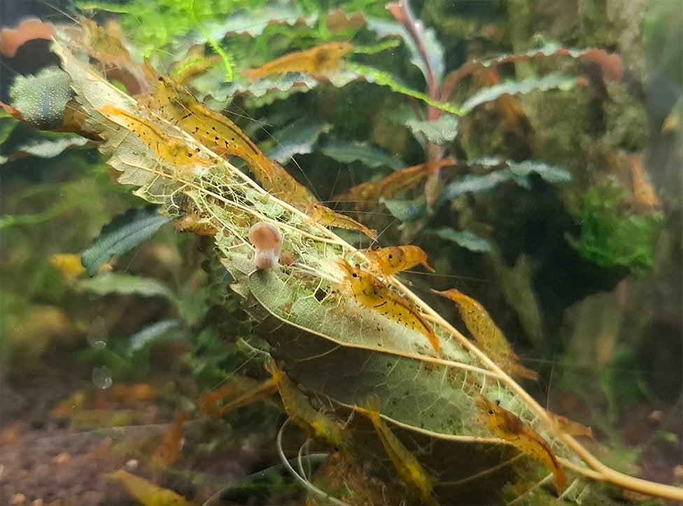 Tangerine tijger, Golden tijger  caridina garnalen, Kreeft, Krab of Garnaal, Zoetwatervis