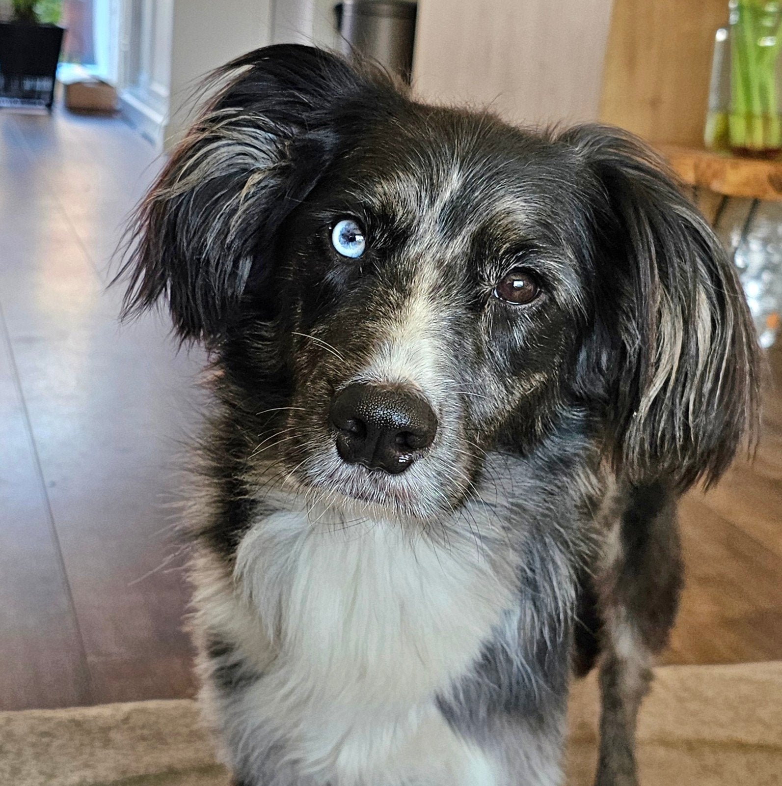 Ozzy, border collie, toller, poedel mix, Parvo, Eén hond, 3 tot 5 jaar, Nederland