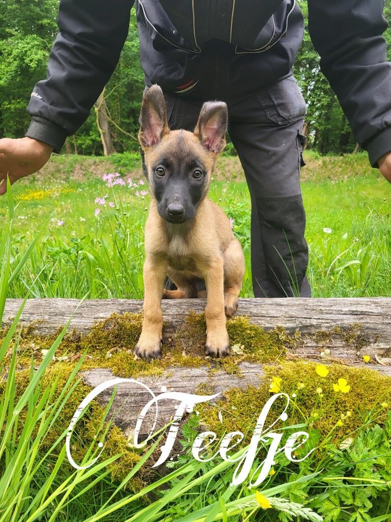 Mechelse Herder pups, Dieren en Toebehoren, 8 tot 15 weken, Meerdere, Meerdere dieren, Herder