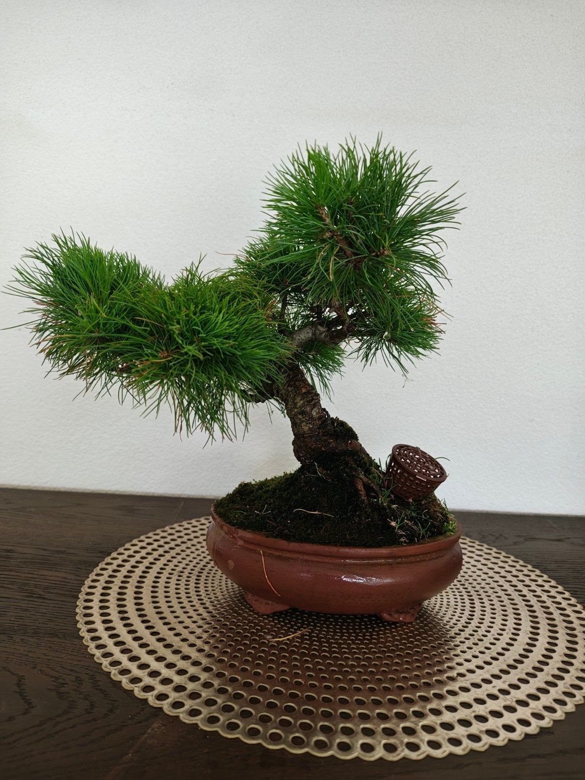 Hele mooie bonsai boompje, Tuin en Terras, Ophalen, Bloeit niet, Halfschaduw, Overige soorten
