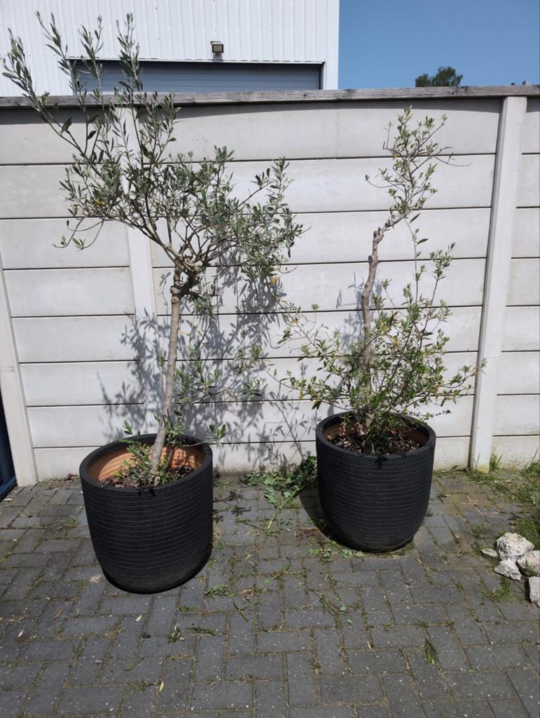 Twee olijfbomen in zwarte potten, Ophalen, Overige materialen, Gebruikt, Minder dan 60 cm