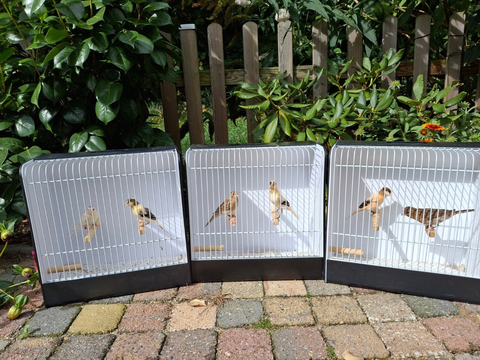 koppels harlekijn kanaries, Ophalen of Verzenden, Hout, Vogelkooi