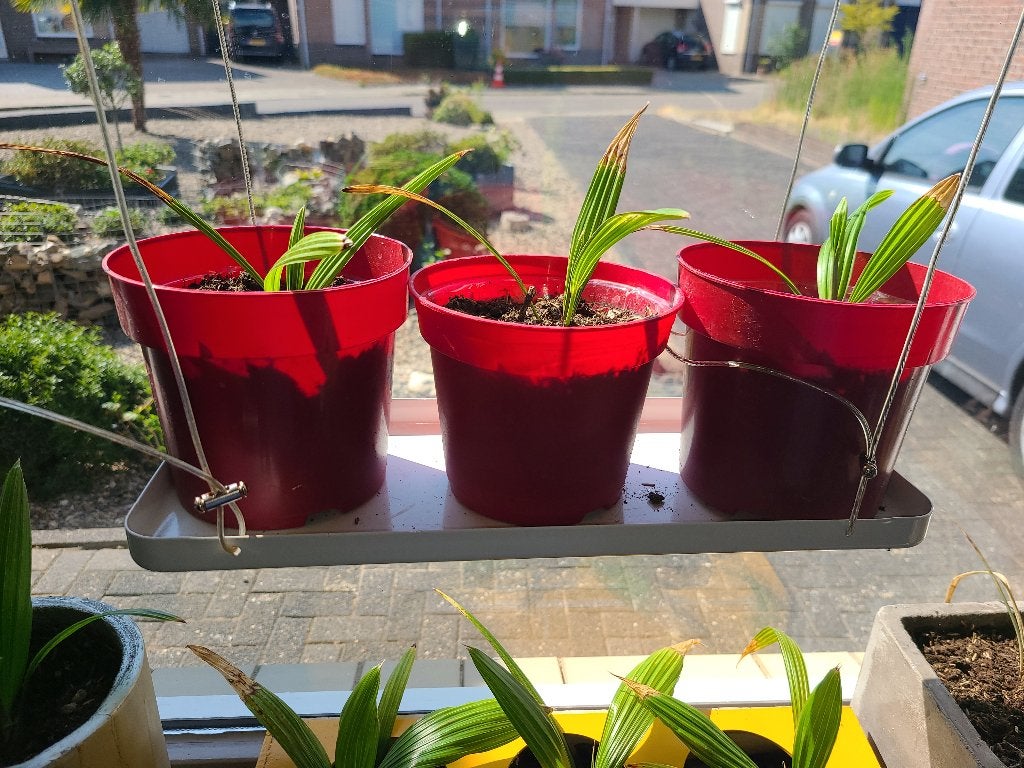 Mooie gezonde palmzaailingen te koop – 1 jaar oud, Tuin en Terras, Planten | Bomen, Minder dan 100 cm, Zomer, Palmboom, Ophalen
