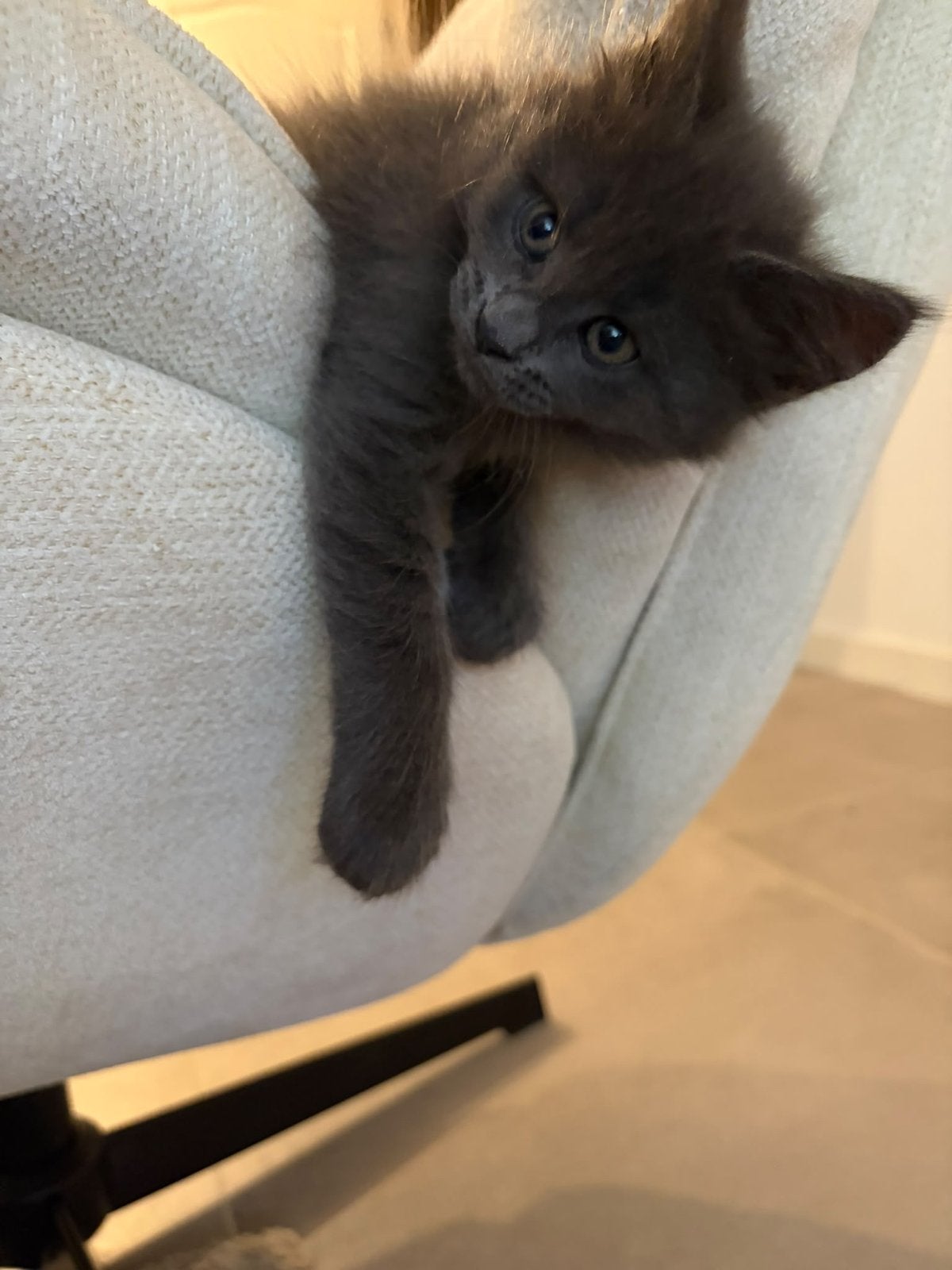 maine coon kittens, Dieren en Toebehoren, Meerdere dieren