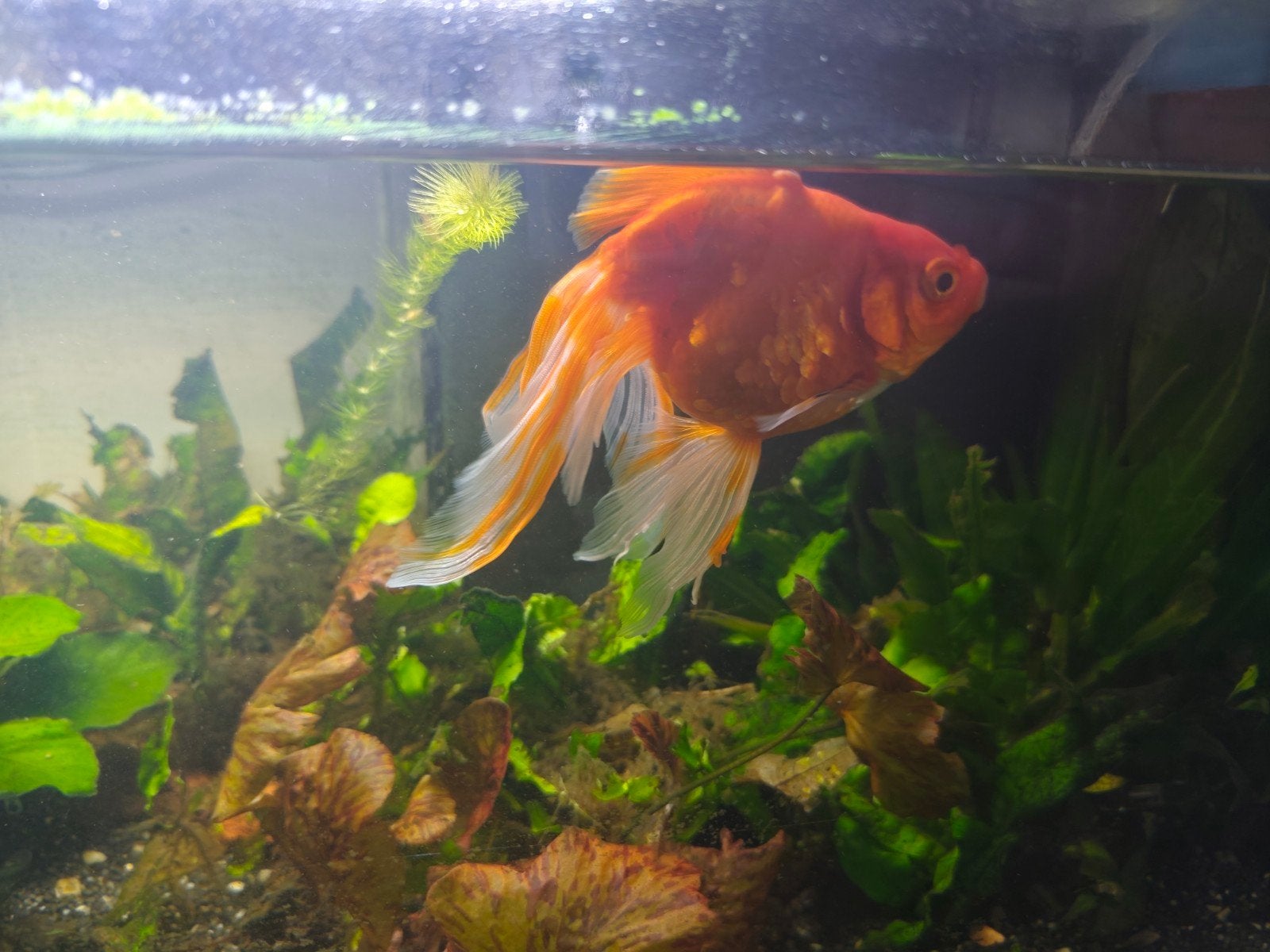 Gouden aquarium gezocht voor 2 GROTE sluierstaarten, Dieren en Toebehoren, Vissen | Aquariumvissen, Vis