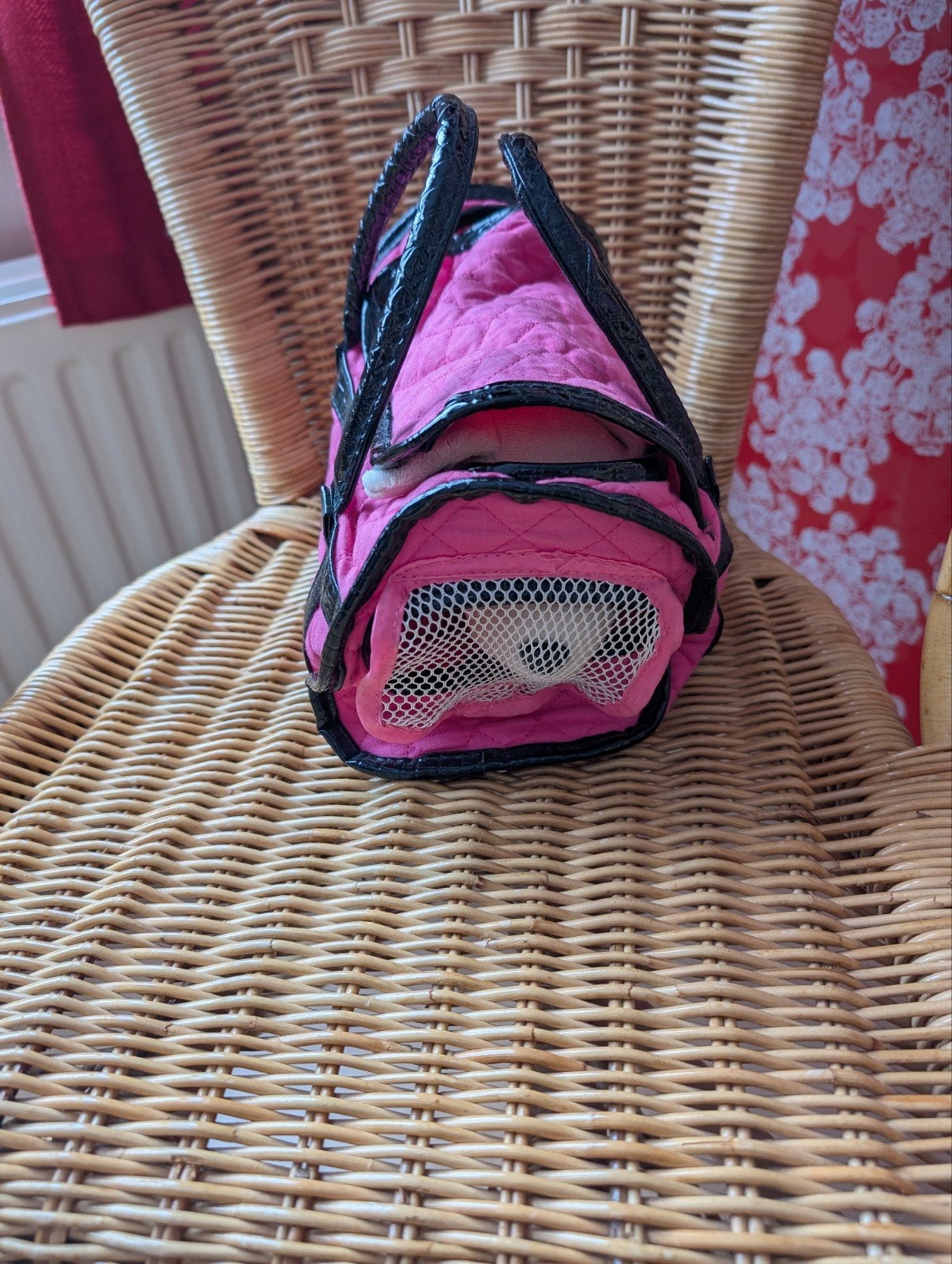 Lief hondje in tas met jurkje, kleedje en halsbandje, Ophalen, Hond, Zo goed als nieuw, Meerkleurig