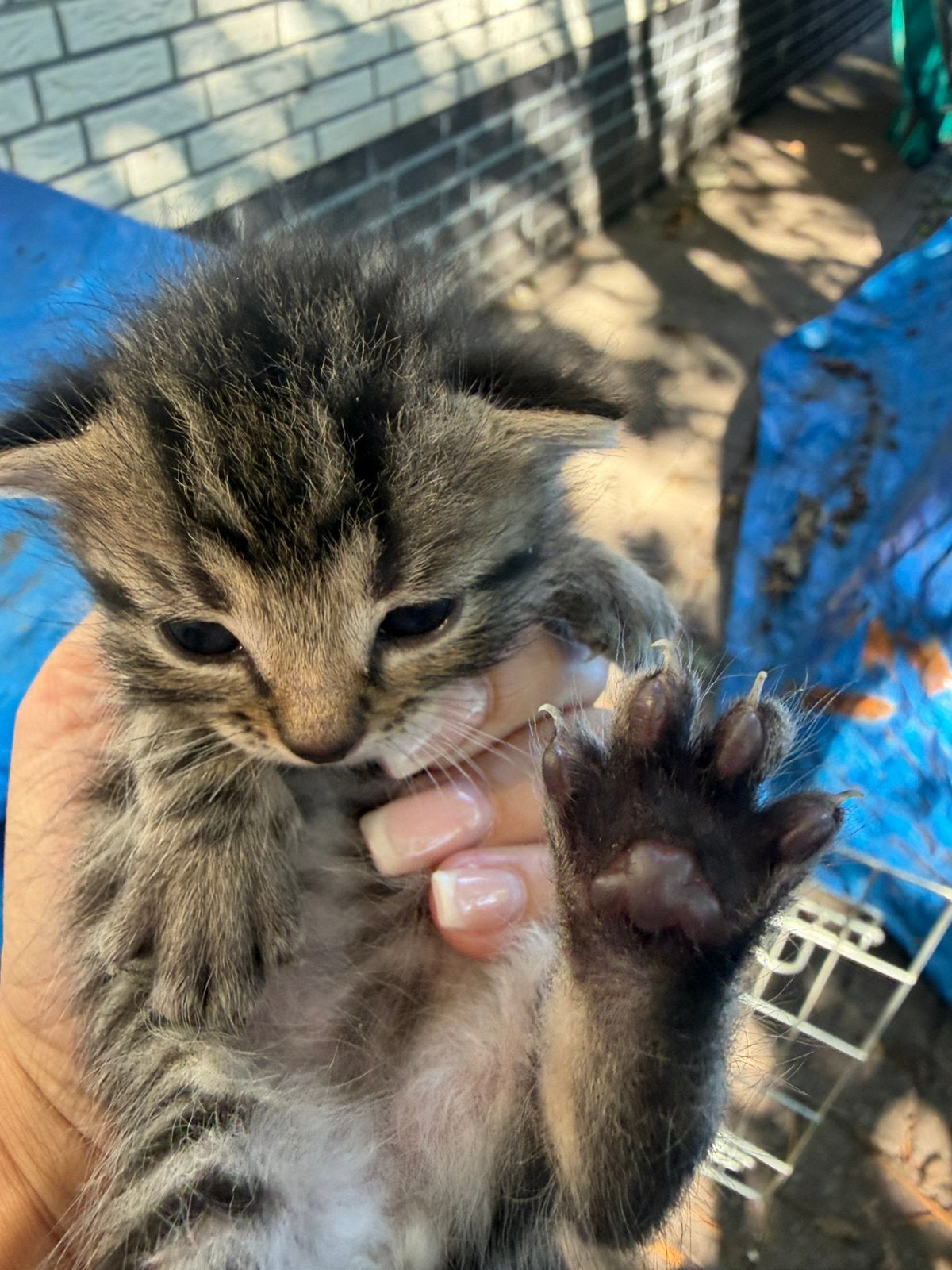 Nestje kittens, Meerdere dieren