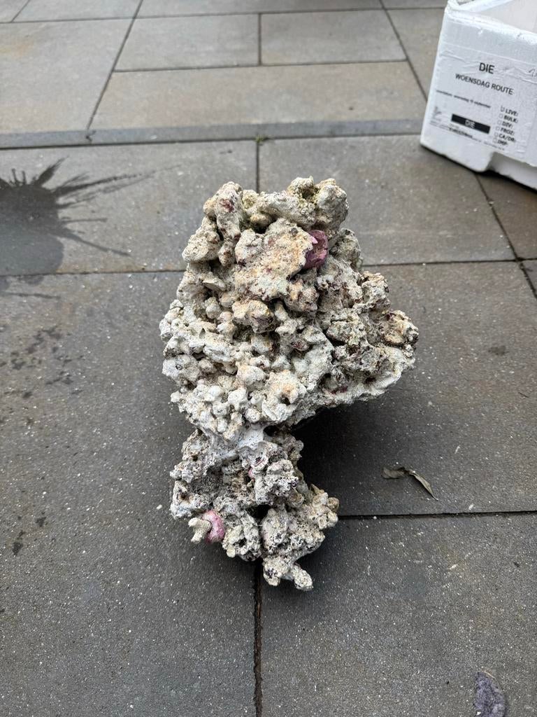 Levend steen 3kg, Ophalen of Verzenden, Gebruikt, Plant(en), Steen of Hout