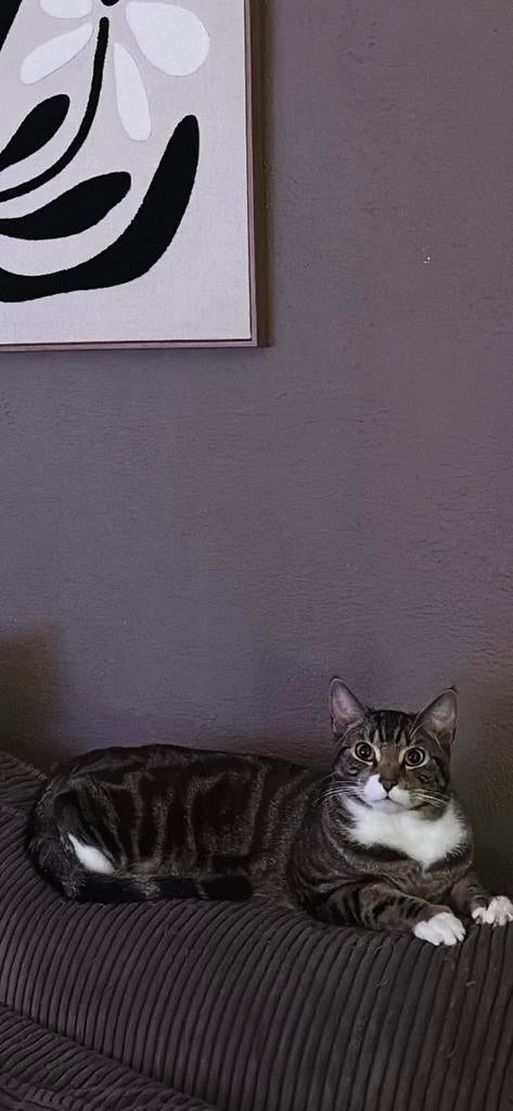 lieve kater 1 jaar oud, Kater
