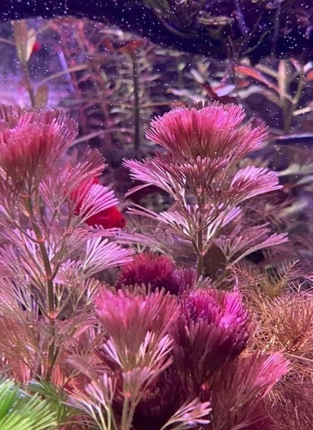Cabomba purple vrij zeldzaam aquariumstekjes, Dieren en Toebehoren