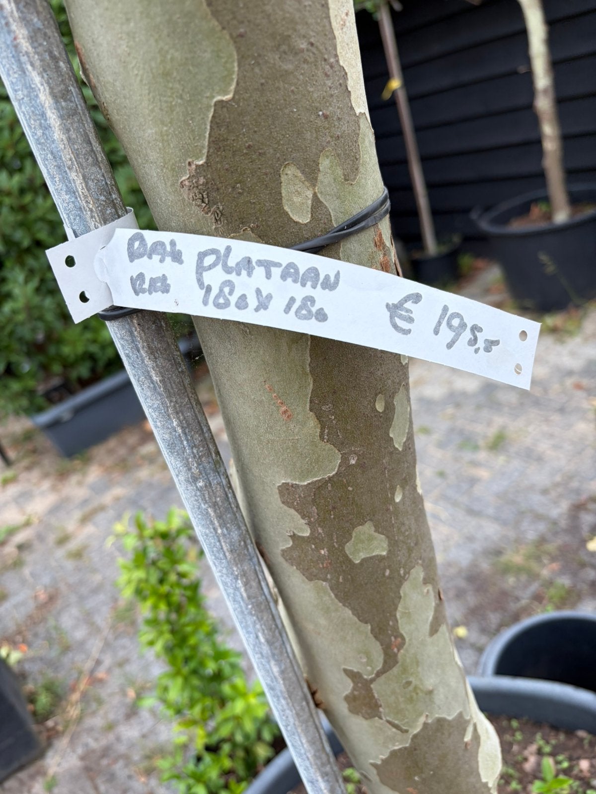 Dak plataan 150 cm stamhoogte een zware stamdikte €145,00, Tuin en Terras, 100 tot 250 cm, Dakboom, Ophalen, Volle zon