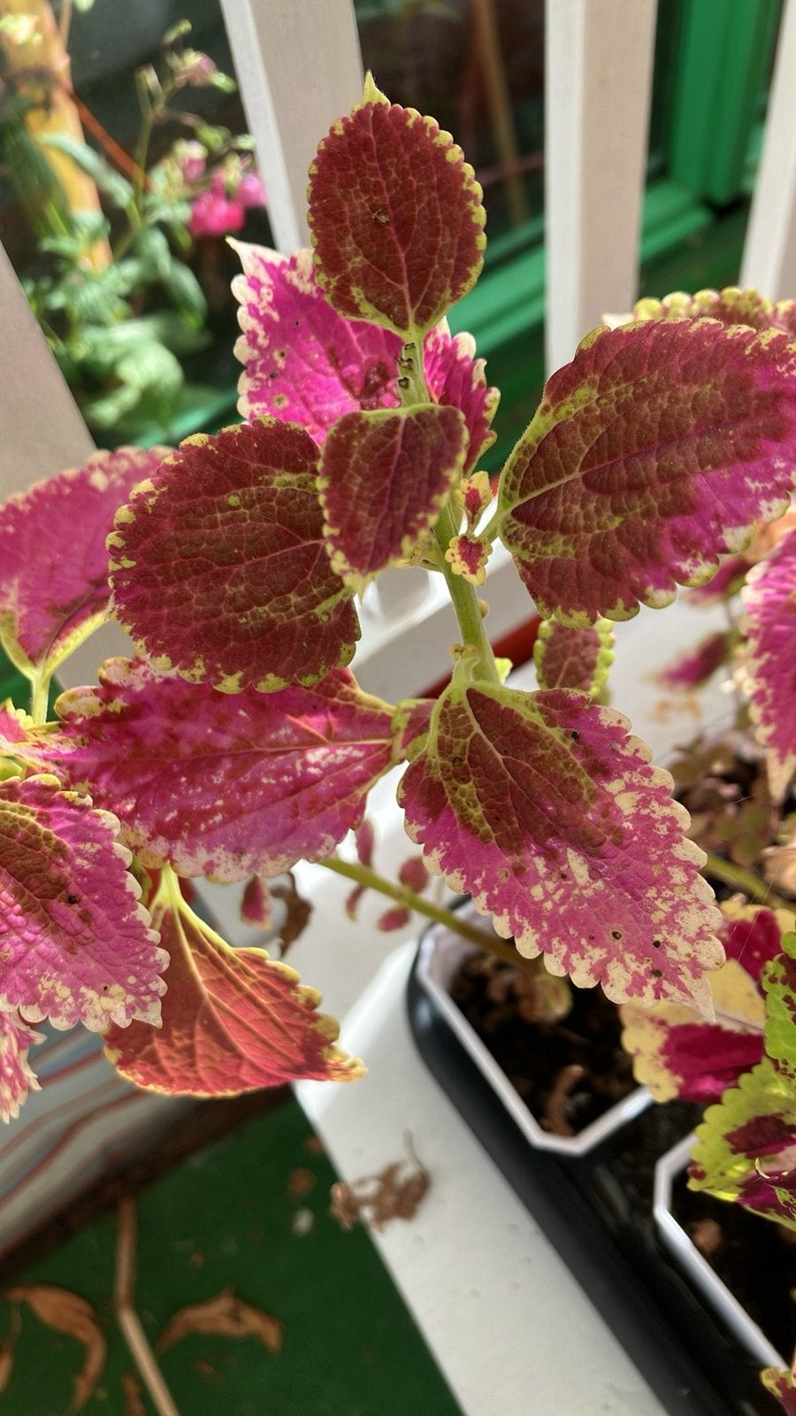 Coleus stekjes geworteld, Ophalen of Verzenden, In pot, Halfschaduw, Minder dan 100 cm