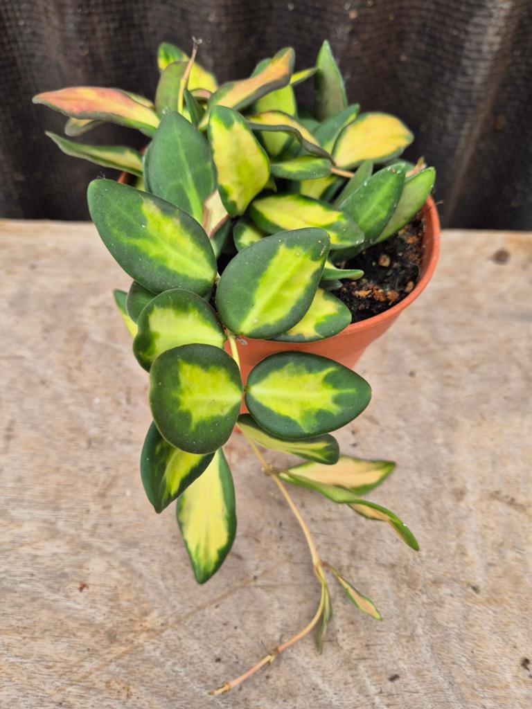 Hoya Burtoniae Variegata p12, Huis en Inrichting, Kamerplanten, Ophalen of Verzenden, Halfschaduw, Minder dan 100 cm