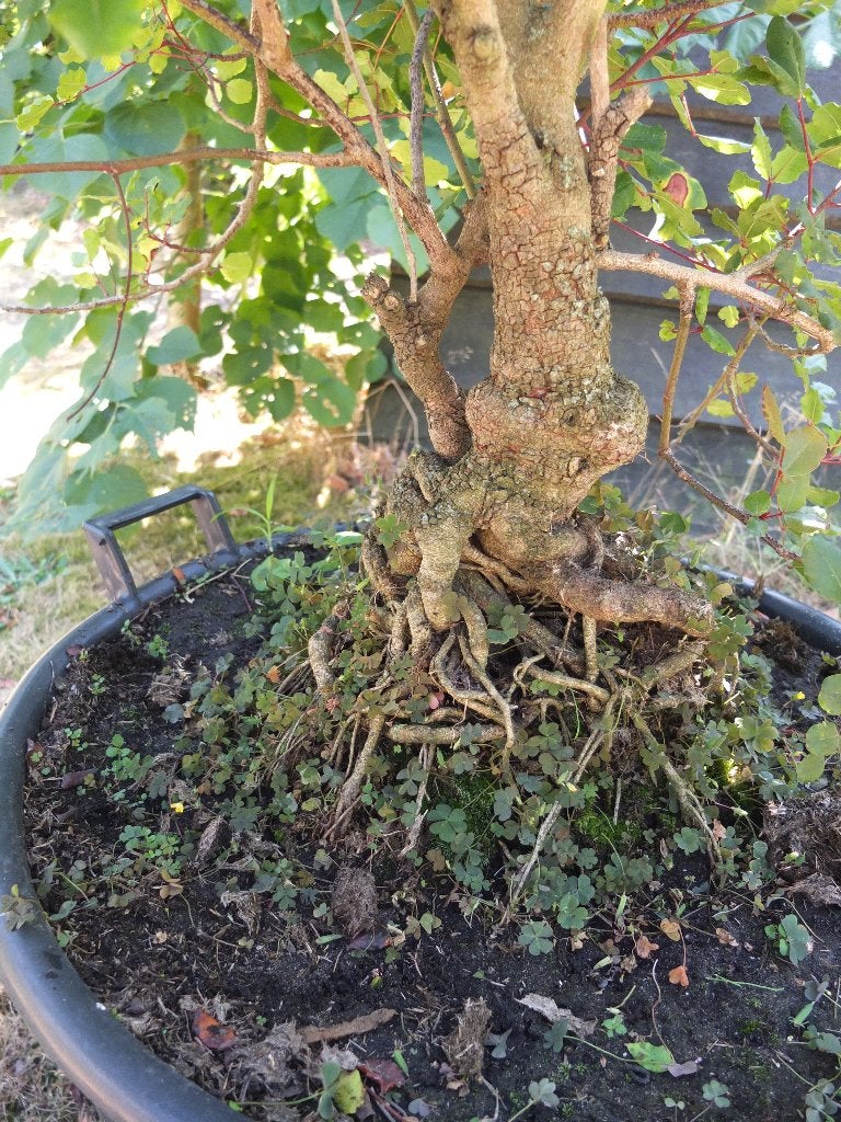 terrasplant, johannisbroodboom, Tuin en Terras, Overige soorten, 100 tot 250 cm, Zomer, Ophalen