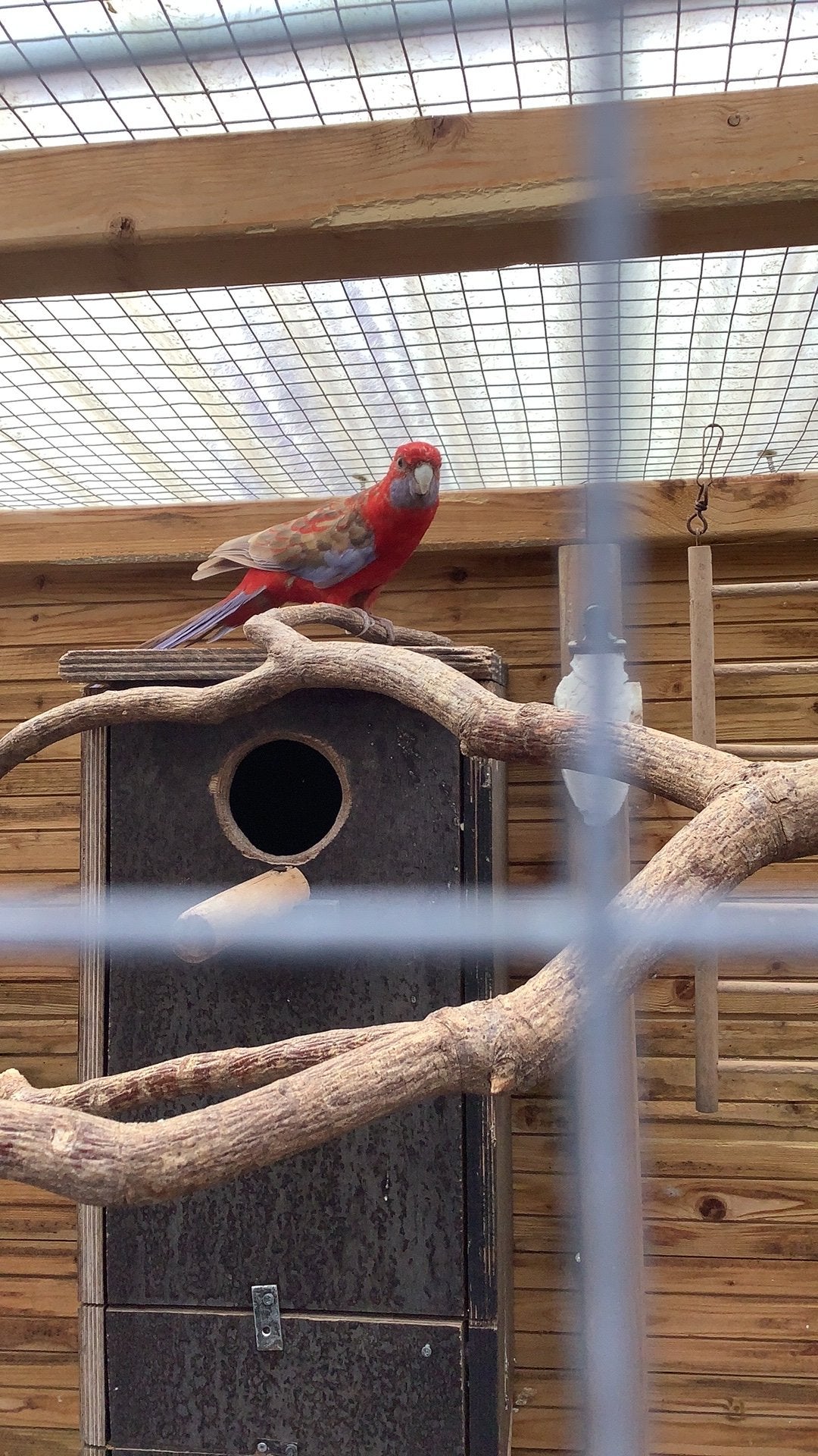 Koppel Penant Rosella’s Bewezen koppel, Dieren en Toebehoren, Vogels | Parkieten en Papegaaien, Meerdere dieren, Parkiet