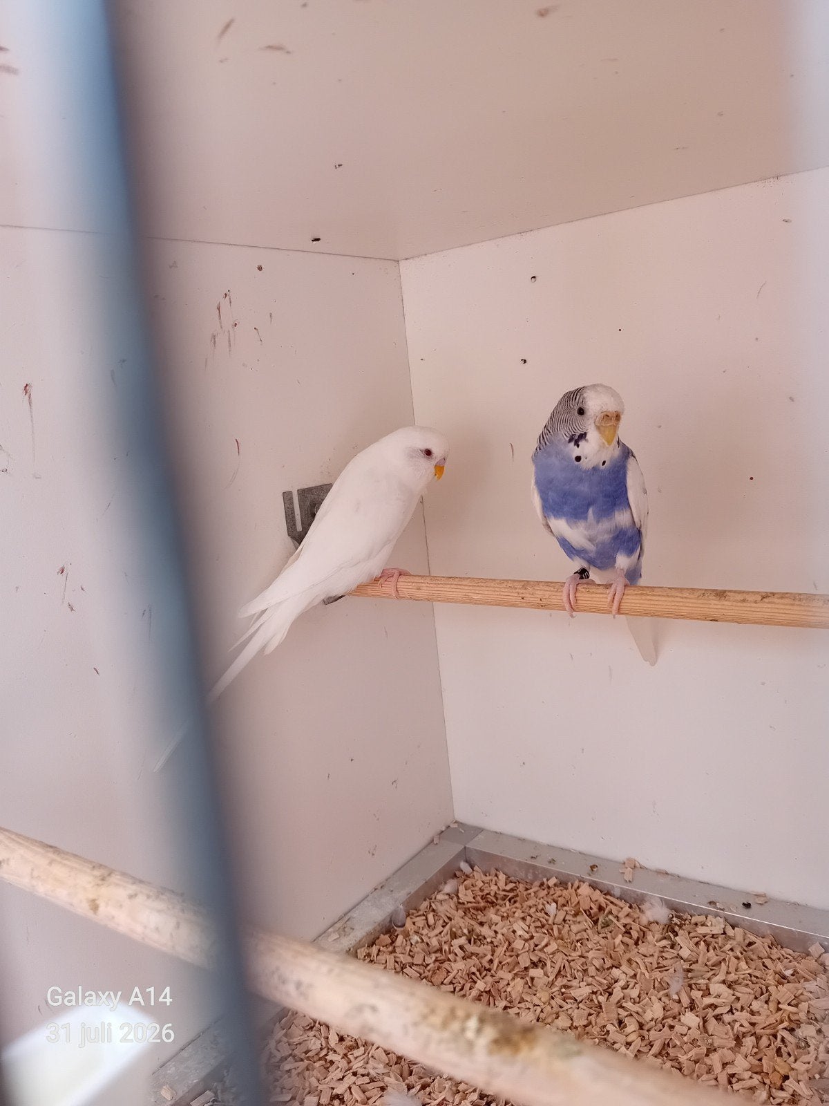 grasparkietjes, Dieren en Toebehoren, Meerdere dieren, Parkiet, Geringd