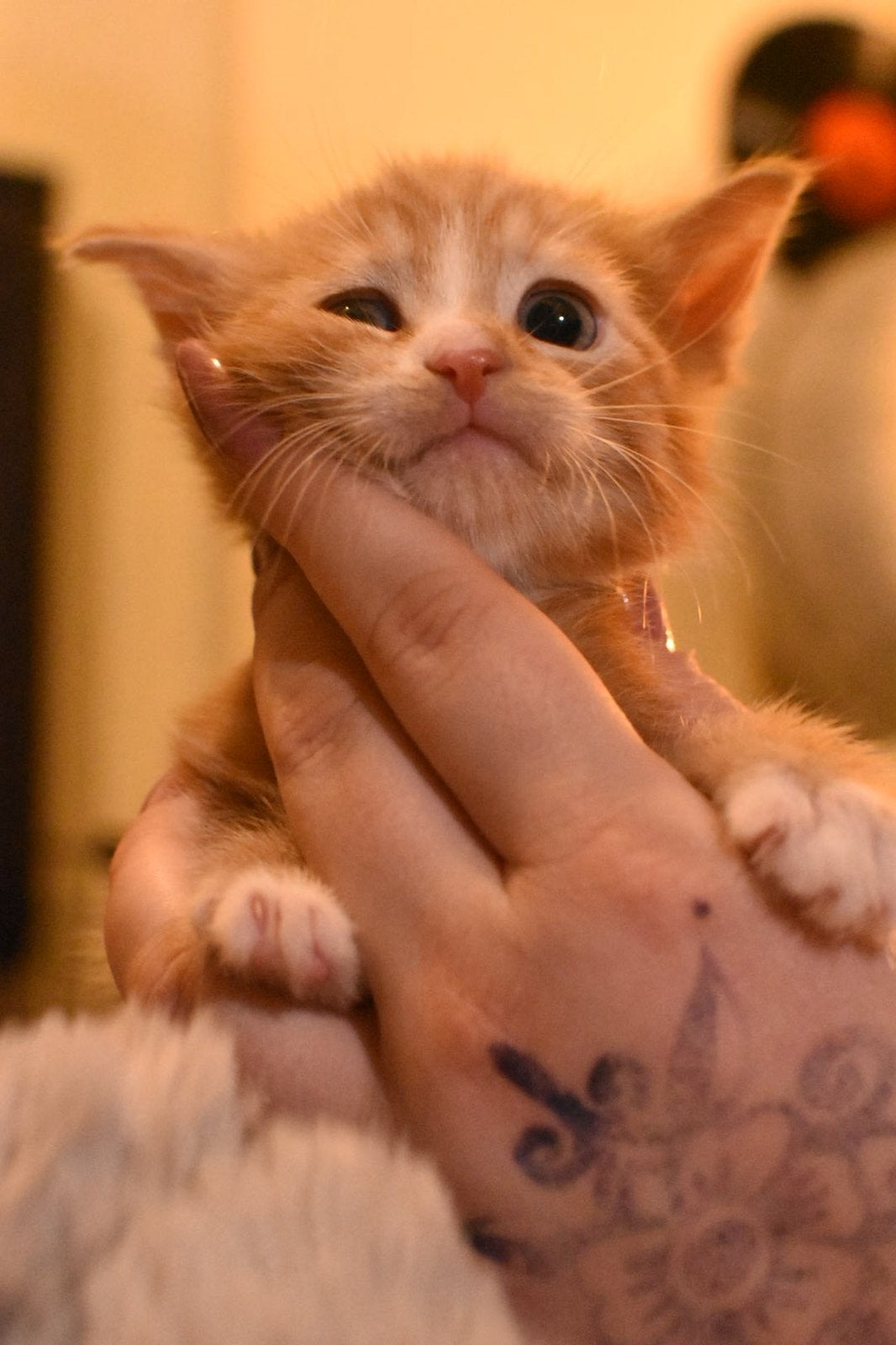 3 kittens, poes en kater. LEES BESCHRIJVING GOED, Dieren en Toebehoren, Katten en Kittens | Overige Katten, Meerdere dieren