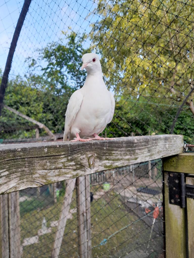 Witte tortelduifjes, Geslacht onbekend, Tortelduif