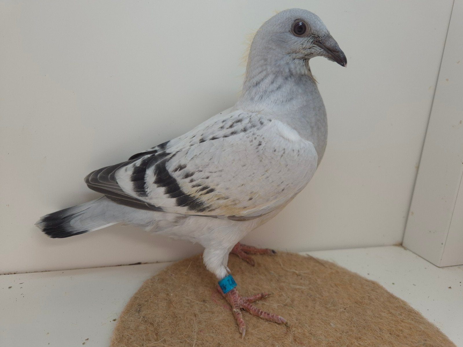 Ice kleurpostduif kleurpostduiven, Dieren en Toebehoren, Meerdere dieren, Postduif