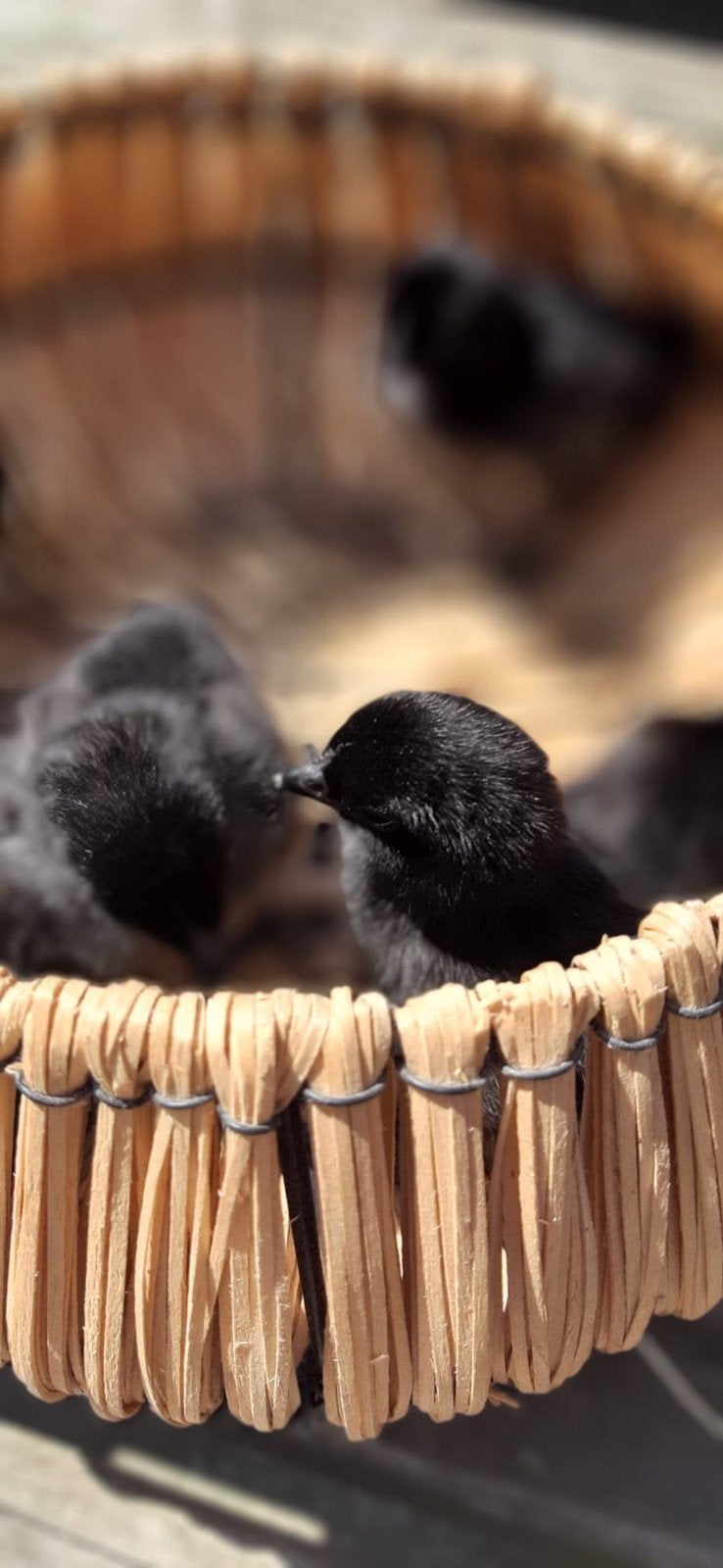 Raszuivere kippen kuikens Ayam Cemani en Faverolles!, Dieren en Toebehoren, Meerdere dieren, Kip