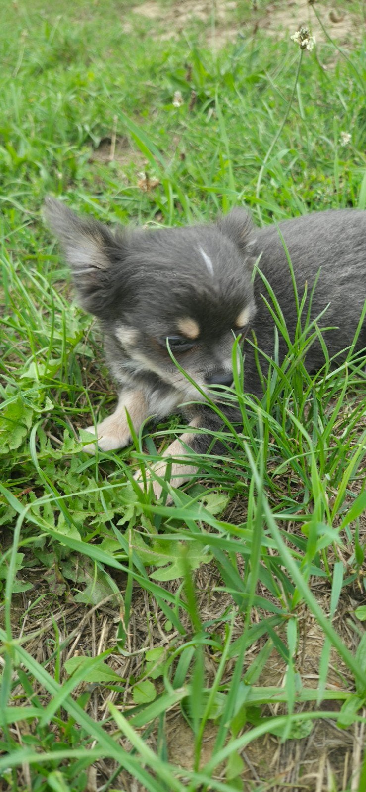 Chihuahua pup  reutje., Reu, 8 tot 15 weken, Eén hond, Chihuahua