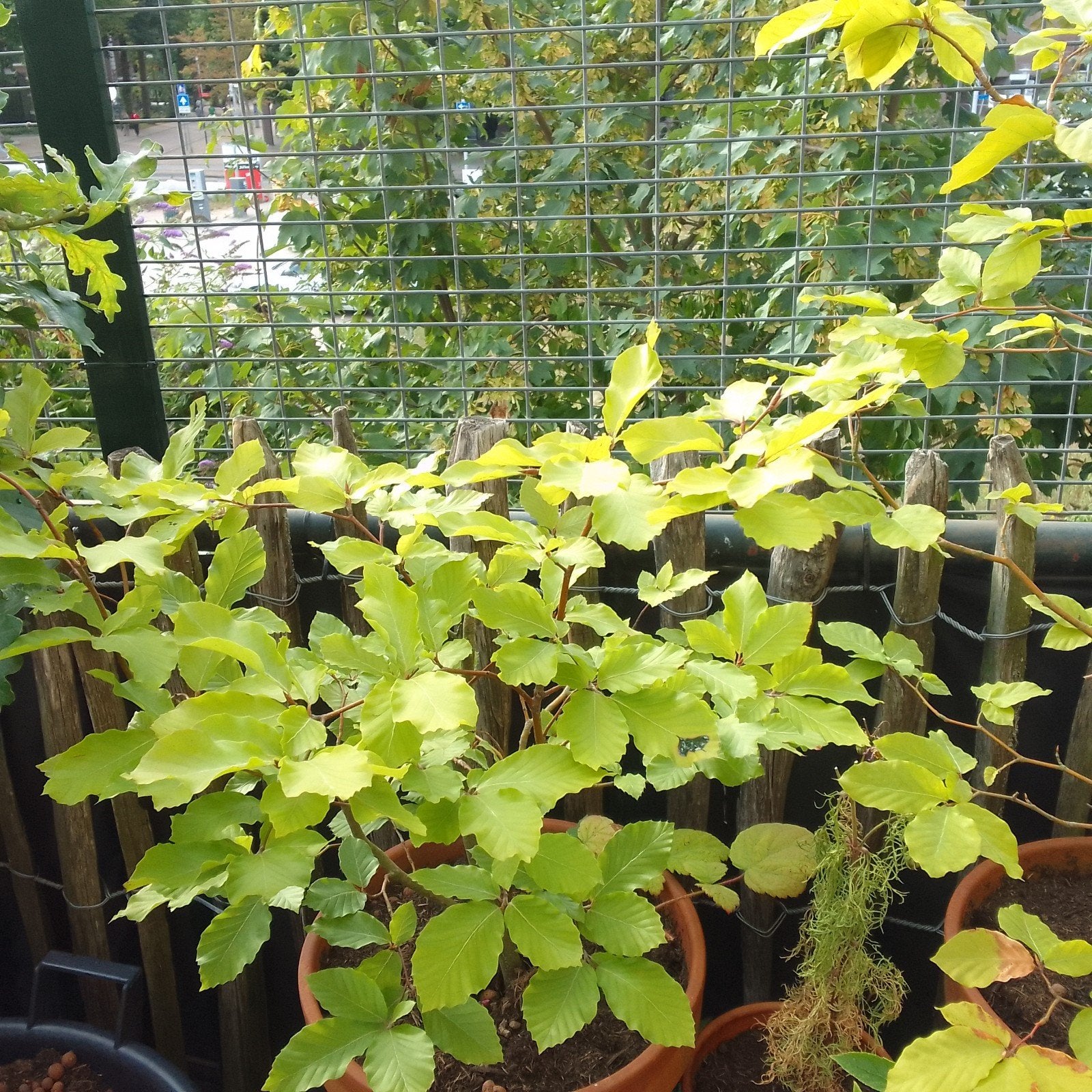 3x Fagus Sylvatica 70-80 cm hoog., Tuin en Terras, Ophalen, Minder dan 100 cm