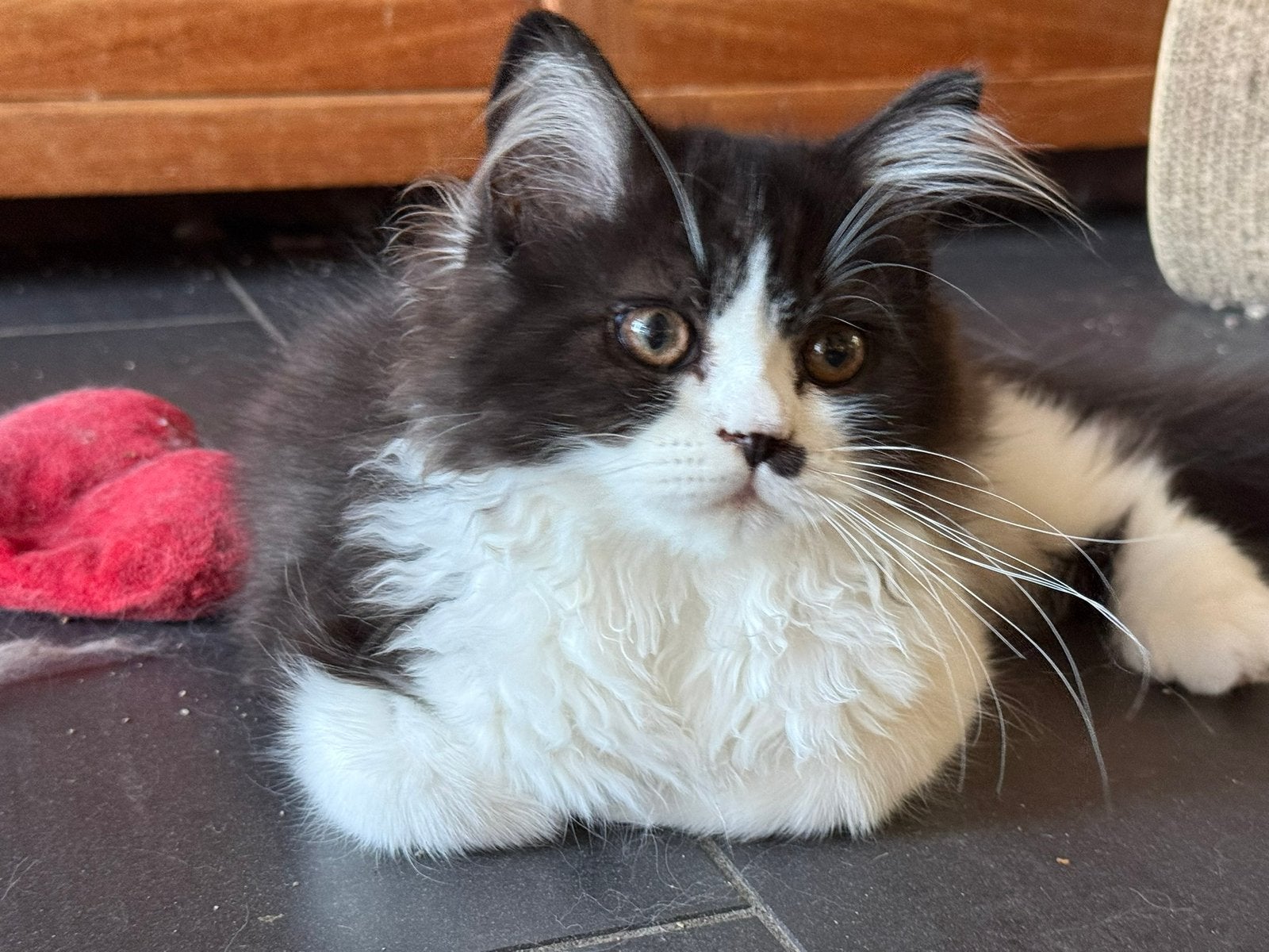 Lieve Selkirk Rex kittens te koop – krullen & straight, Meerdere dieren