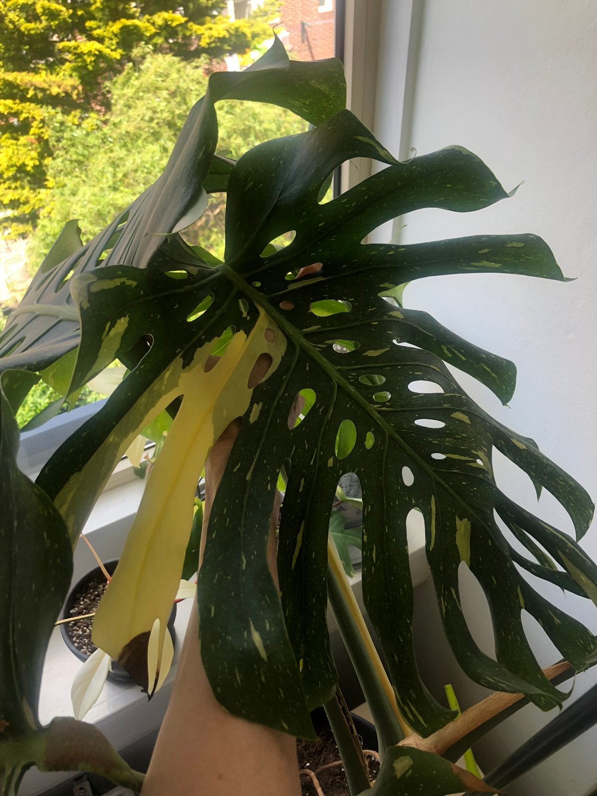 Monstera Thai Constellation 1.30-1.40 m hoog, Huis en Inrichting, Kamerplanten, Ophalen, Halfschaduw, 100 tot 150 cm