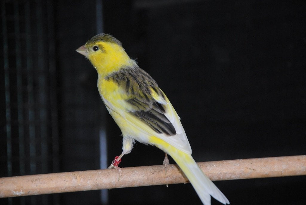 Raza Espagnola kanaries, Dieren en Toebehoren, Vogels | Kanaries, Mannelijk, Postuurkanarie