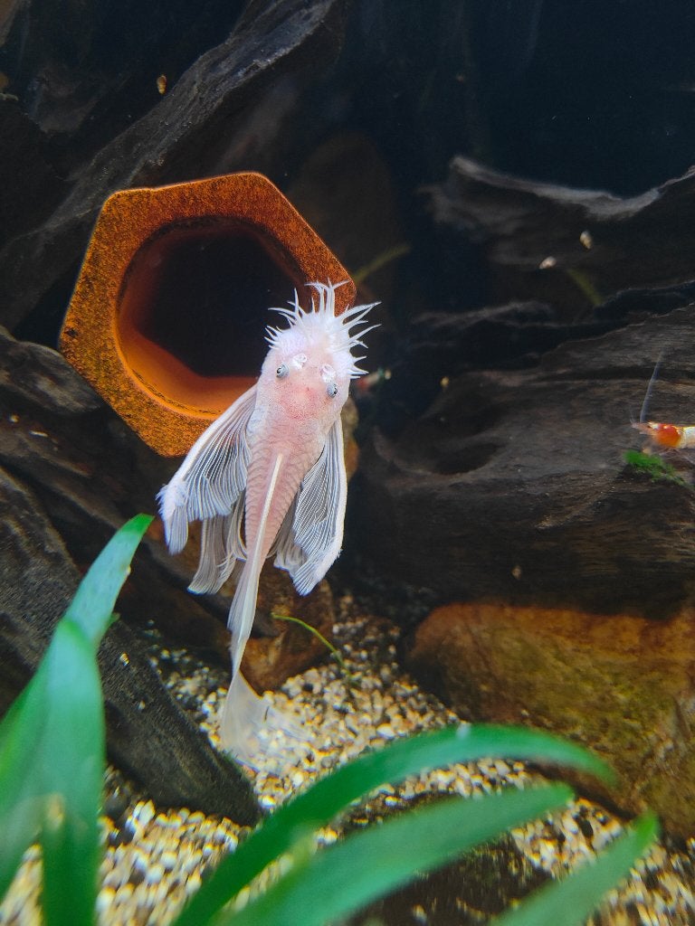 Ancistrus Snow White longfin, Vis, Zoetwatervis