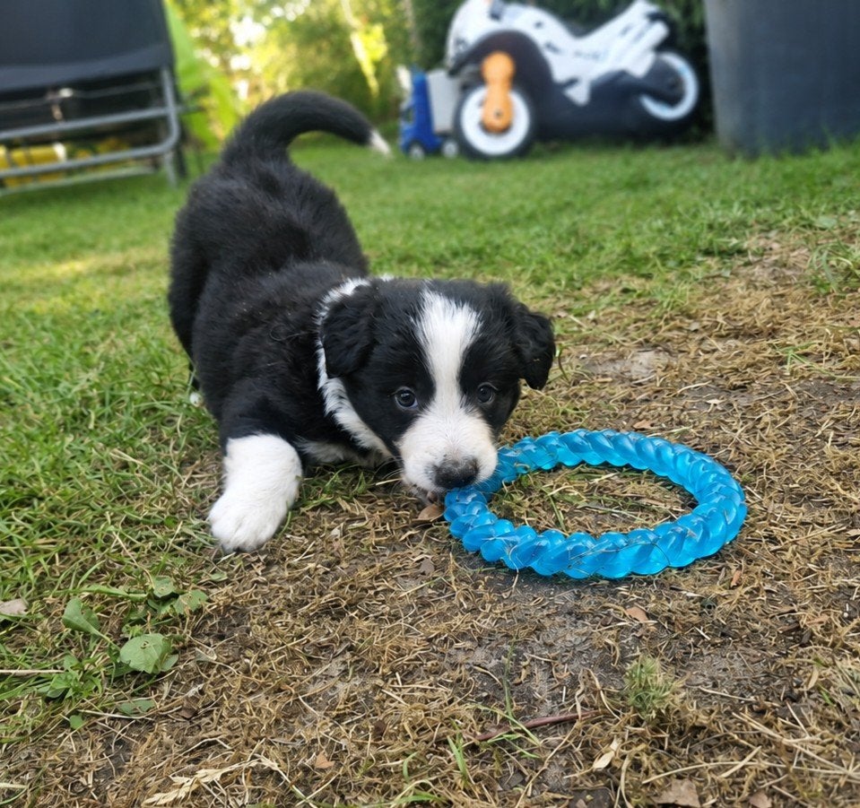 Border collie pups, Dieren en Toebehoren, Honden | Herdershonden en Veedrijvers, Parvo, 8 tot 15 weken, Collie, Meerdere