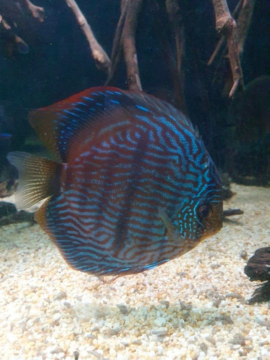 royal blue ica wildvang discus, Ophalen, Zo goed als nieuw