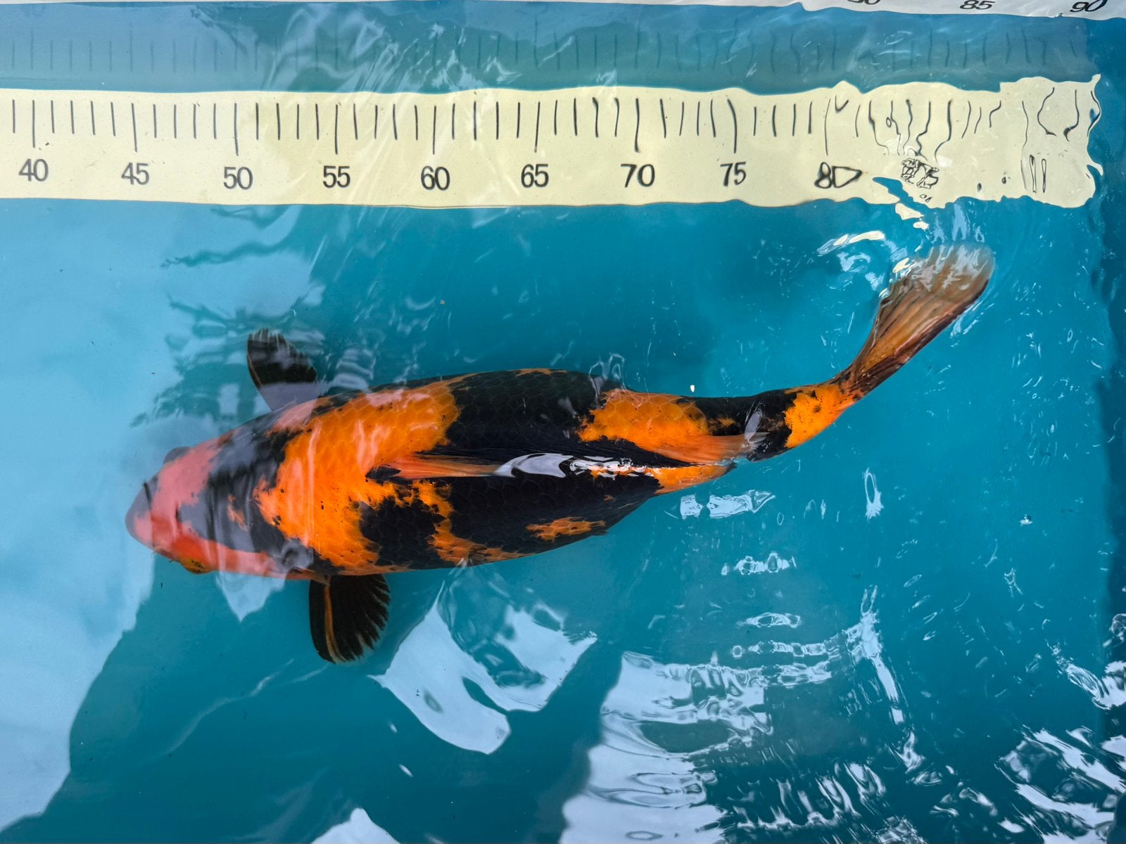 Koi Hi Utsuri, Karper of Koi