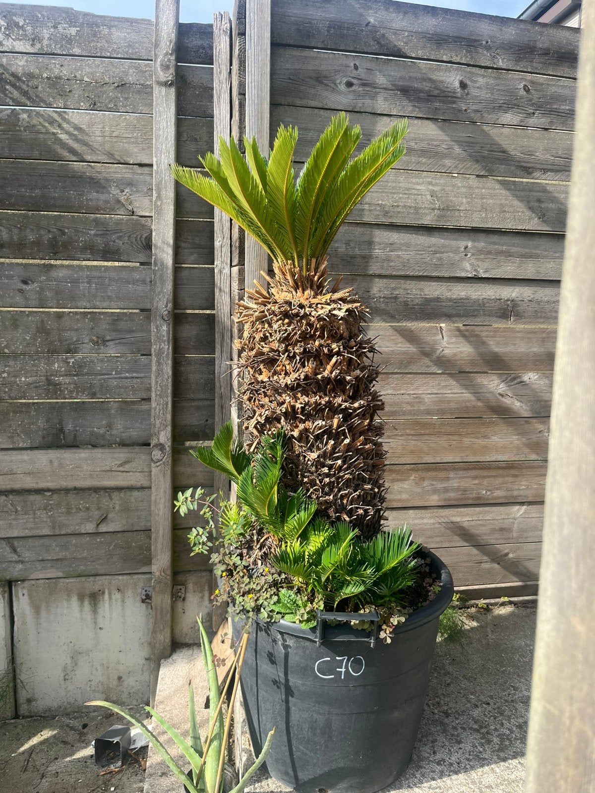 Cycas Revoluta – Vredespalm, Tuin en Terras, Bloeit niet, 100 tot 250 cm, Volle zon, In pot