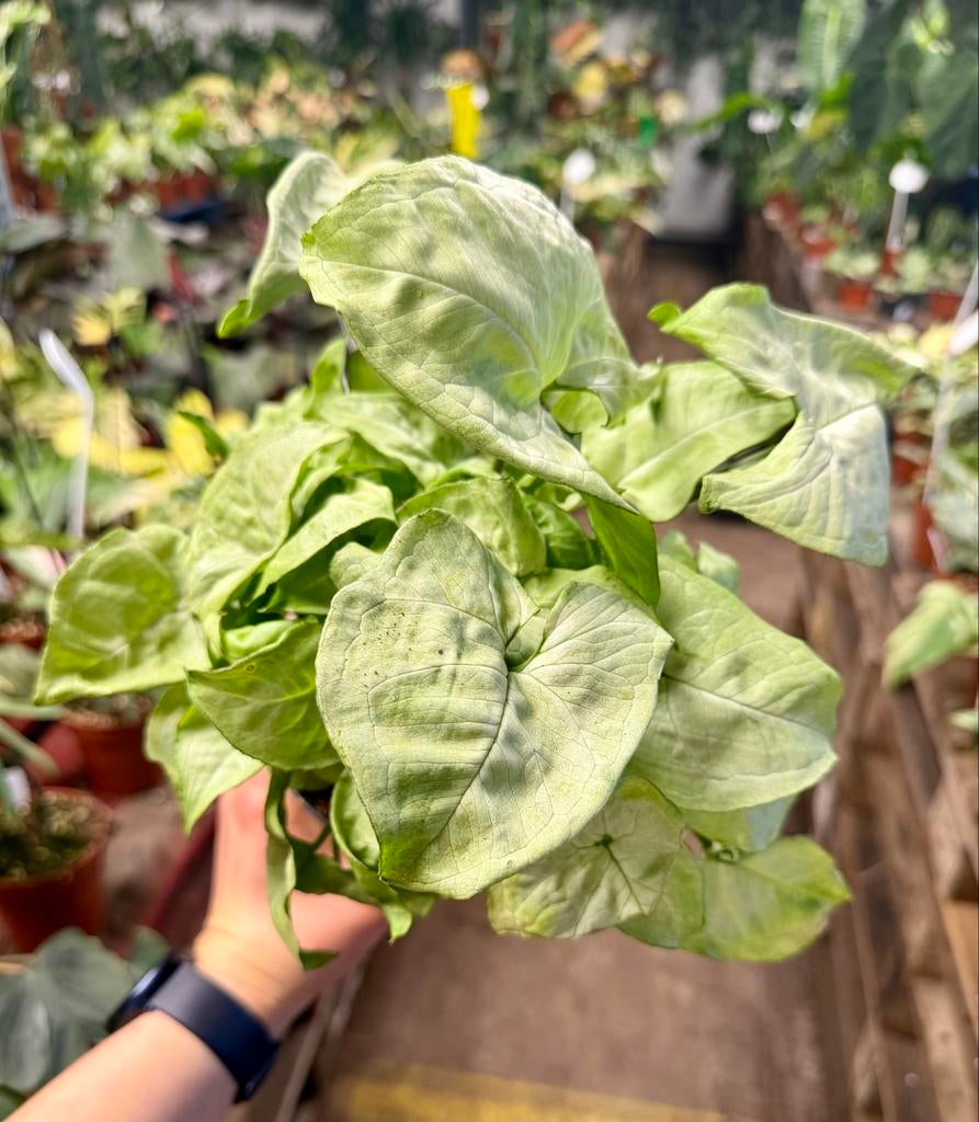 Syngonium White Butterfly - P15, Huis en Inrichting, Kamerplanten, Overige soorten, Minder dan 100 cm, Groene kamerplant, Halfschaduw