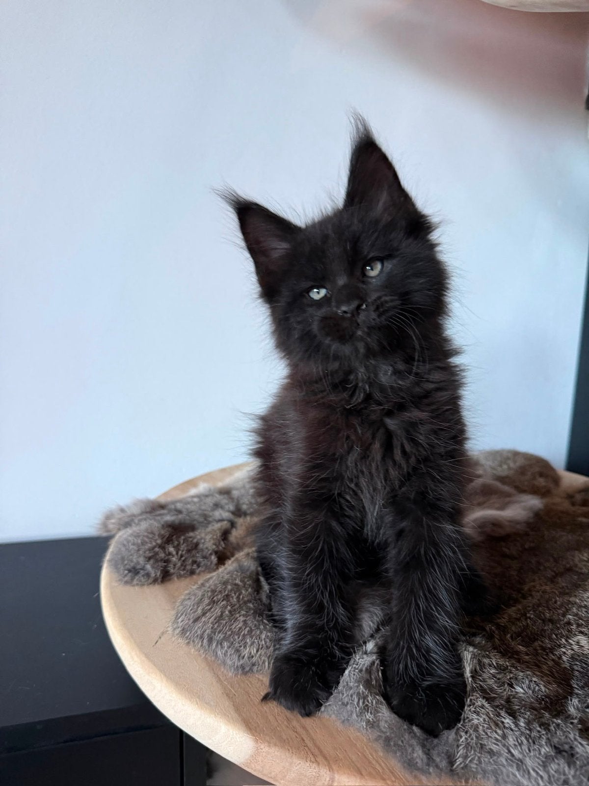 WYLDCOONS CATTERY - 3/5 MAINE COON STAMBOOM KITTENS, Dieren en Toebehoren, Katten en Kittens | Raskatten | Langhaar, Meerdere dieren