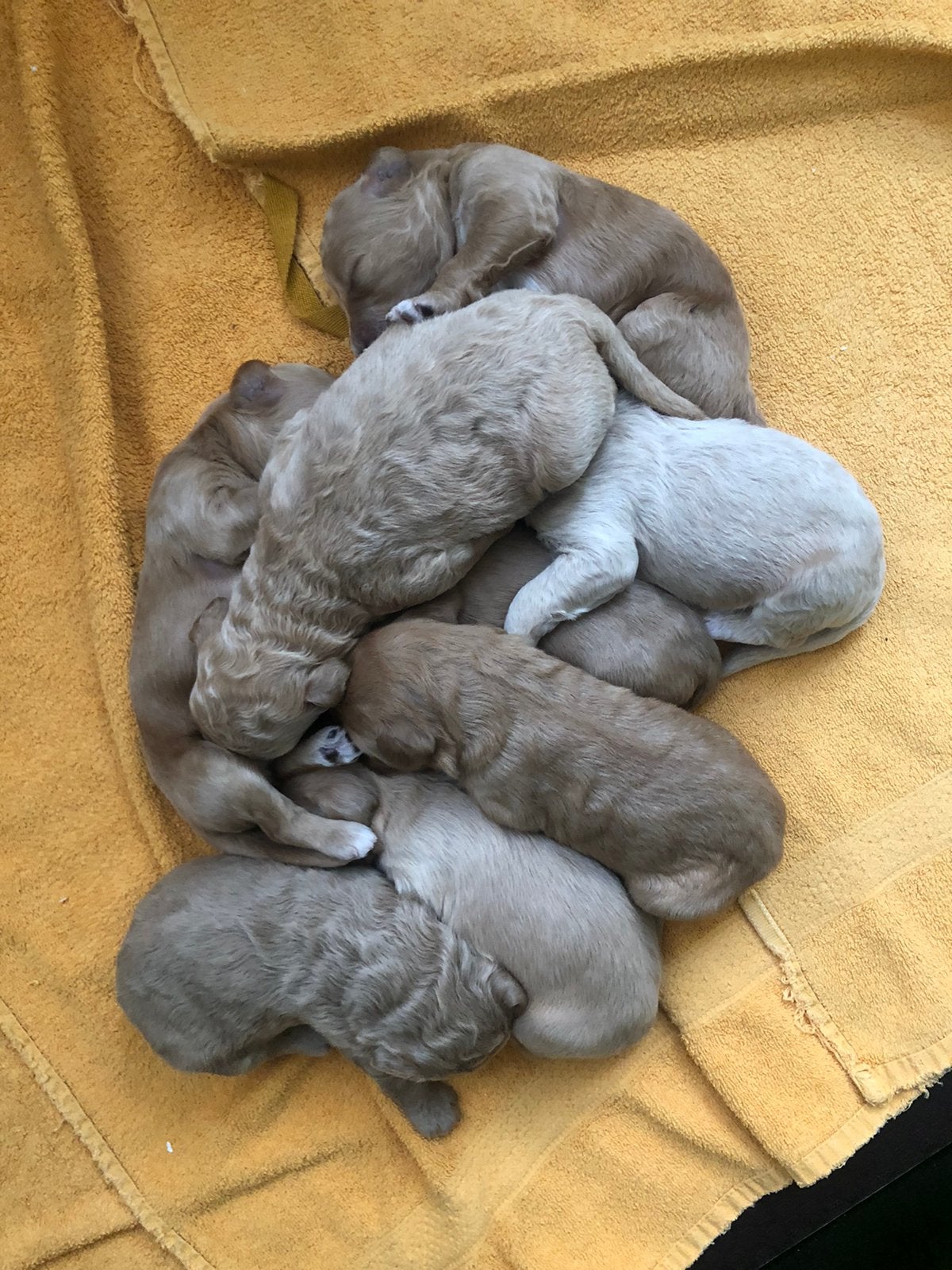 Labradoodle pups – lief en prachtig van kleur en tekening, Overige rassen, 8 tot 15 weken, Parvo, Meerdere dieren