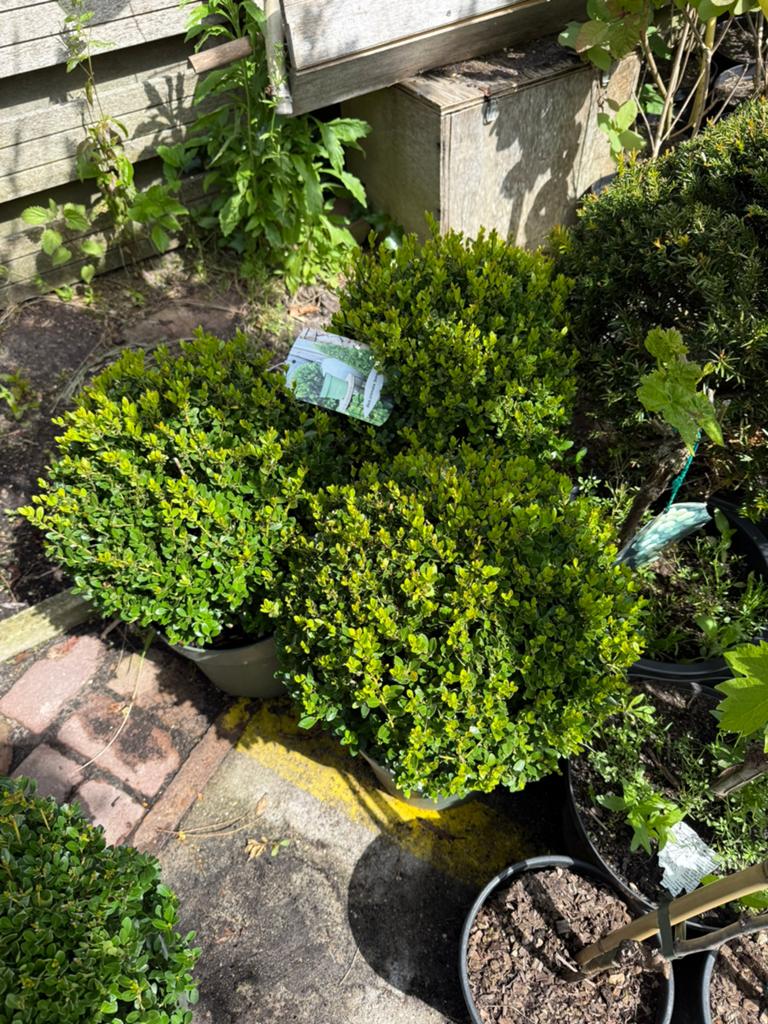 Ilex bollen 35 + zeer mooi  wordt niet opgegeten 29,50, Tuin en Terras, Planten | Tuinplanten, Vaste plant, Bloeit niet, Halfschaduw