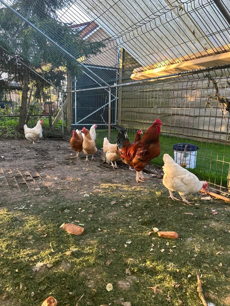 Leghorn / lohmann wit en bruin broedeieren, Dieren en Toebehoren, Pluimvee, Geslacht onbekend, Kip
