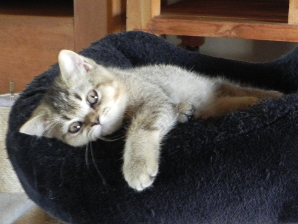 Britse korthaar kittens met en zonder stamboom, Meerdere dieren, Met stamboom, 0 tot 2 jaar