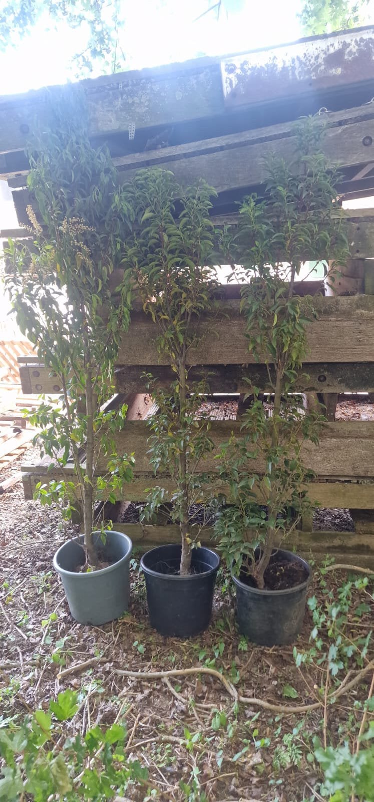 Portugese larier, In pot, Bloeit niet, Halfschaduw, 100 tot 250 cm
