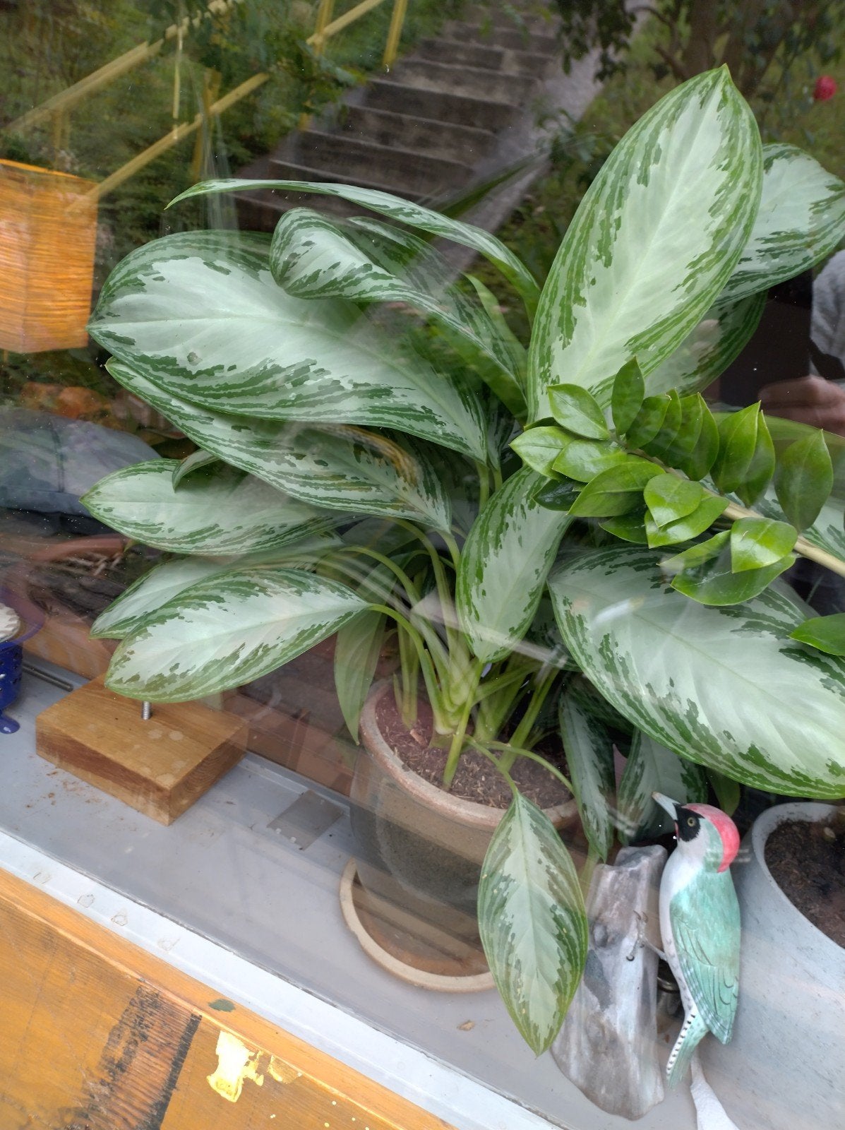 kamerplant Dieffenbachia, Ophalen, Overige soorten, Halfschaduw, Minder dan 100 cm