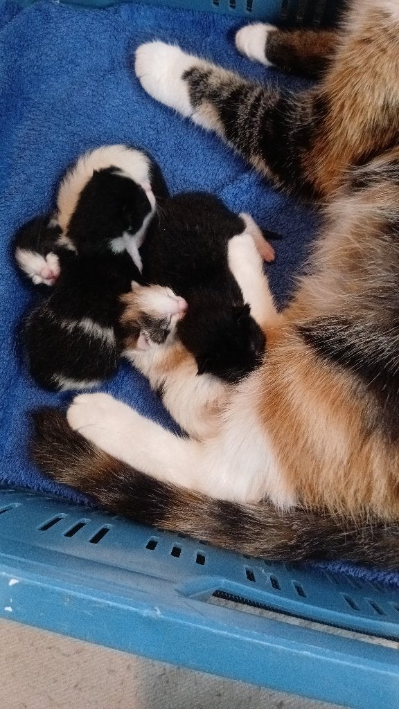 Kittens  €150,- ( begin oktober mogen ze het nest verlaten), Meerdere dieren, Langharig, 0 tot 2 jaar