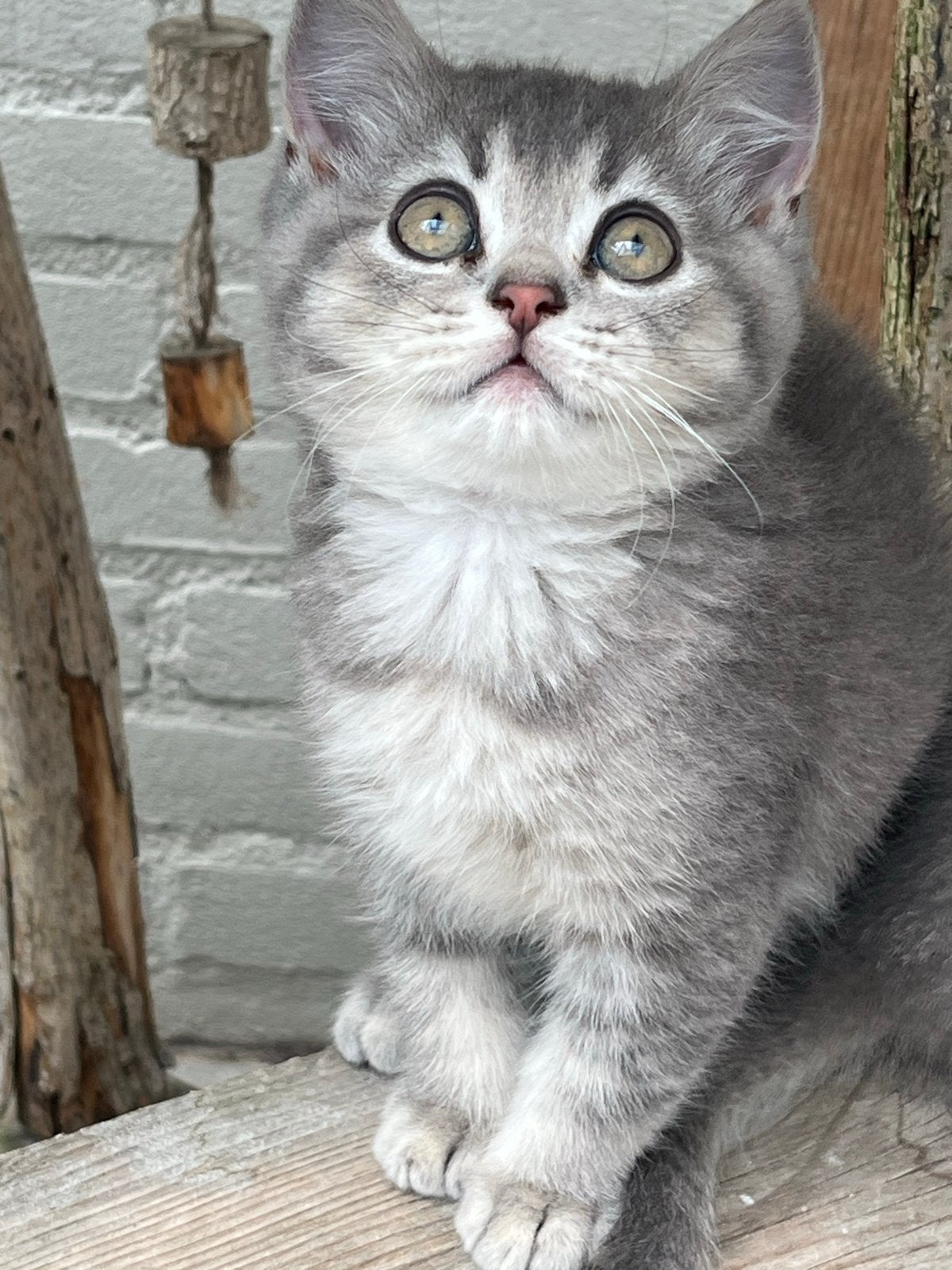 Britse korthaar kittens, Dieren en Toebehoren, Katten en Kittens | Overige Katten, Meerdere dieren