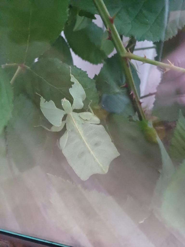 Wandelend blad, Dieren en Toebehoren, Overige soorten