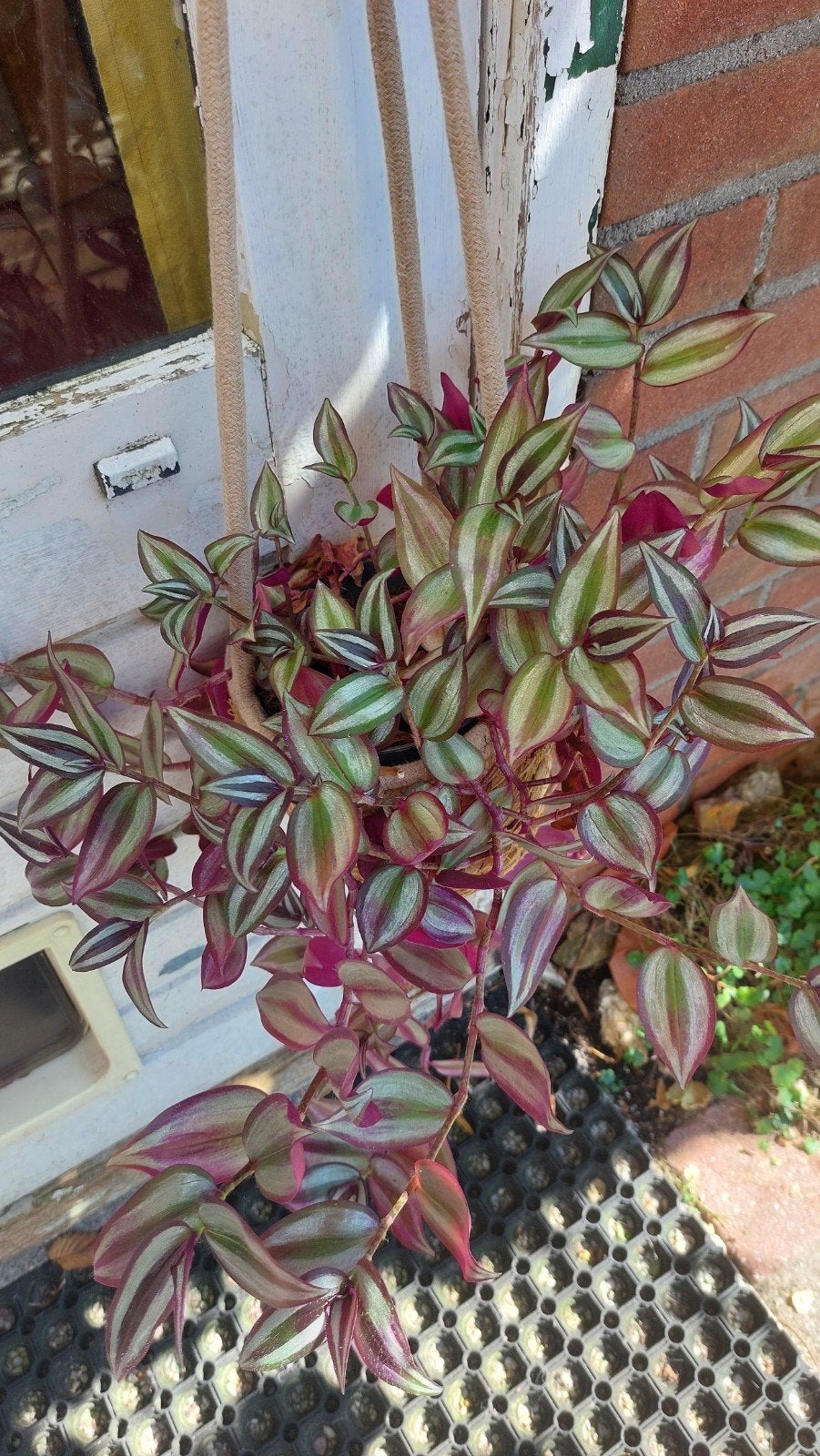 tradescantia Violet Hill, Groene kamerplant, Ophalen, Halfschaduw, Minder dan 100 cm